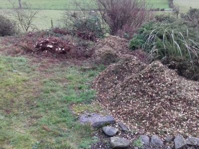 Large conifers chipped