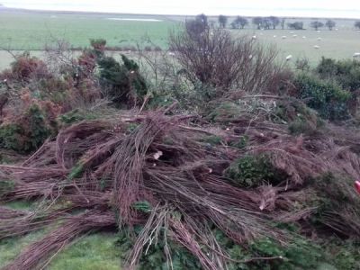 Large conifers felled