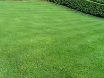 Healthy lawn