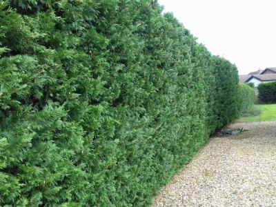 Large hedge 2