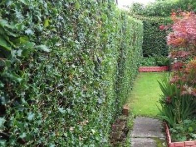 Mixed hedge